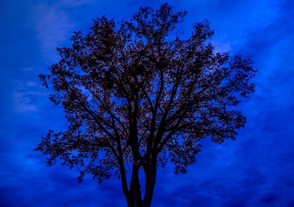 The Silhouette's in Blue - 34 x4 8 - 2015