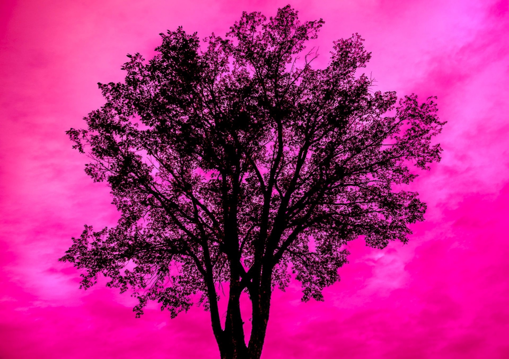  The Silhouette's in Pink - 34 x 48 - 2015