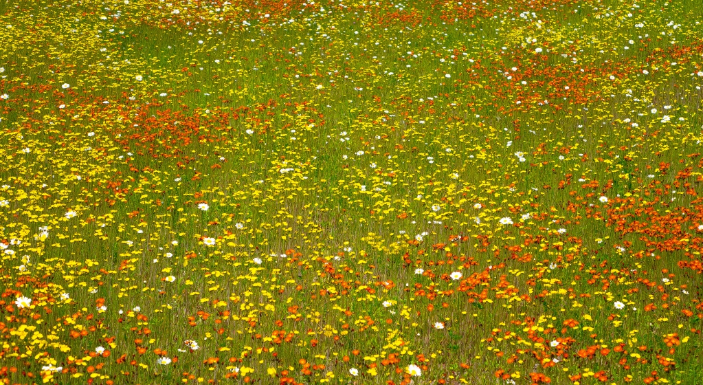 The Meadow - 33 x 60 - 2014