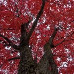 55 – The Red Maple Tree – 33 x 48 – 2021