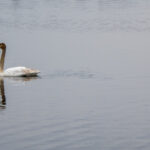 63 – The Trumpeter Swans